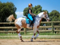 Micro Woven Cotton Blend Jodhpurs In Turquoise - Final Runout, Last Sizes -King Breyer Shop IMG 9674 Edit 2